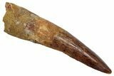 Fossil Spinosaurus Tooth - Real Dinosaur Tooth #345452-1